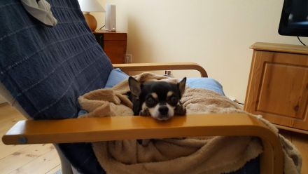 Frankfurter Fellnasen die Hundetagesstätte für Kleine Hunde