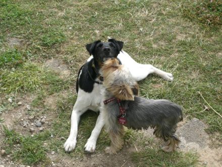 Frankfurter Fellnasen die Hundetagesstätte für Kleine Hunde