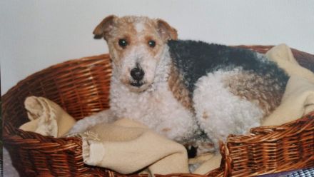 Frankfurter Fellnasen die Hundetagesstätte für Kleine Hunde