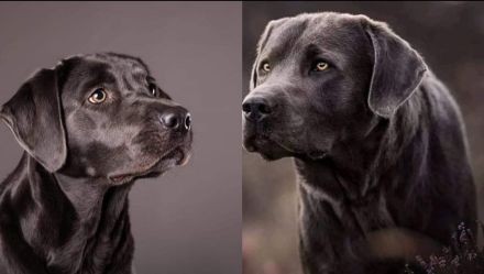 Little Big Charcoal Wonders