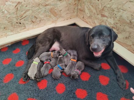 Charcoal Labrador Welpen