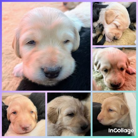 Hovawart Welpen aus dem G-Wurf vom Leuchtfeuer