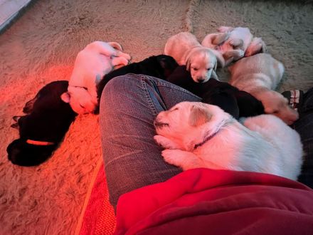 Hovawart Welpen aus dem G-Wurf vom Leuchtfeuer