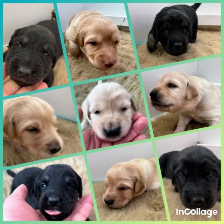 Hovawart Welpen aus dem G-Wurf vom Leuchtfeuer