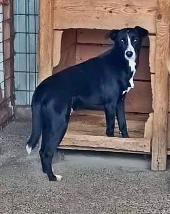 Nuri, verspielt, freundlich und sozial