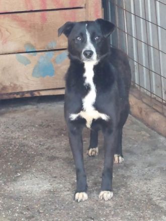 Nuri, verspielt, freundlich und sozial