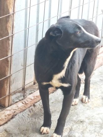 Nuri, verspielt, freundlich und sozial