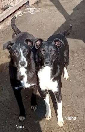 Nuri, verspielt, freundlich und sozial