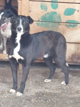 Nuri, verspielt, freundlich und sozial