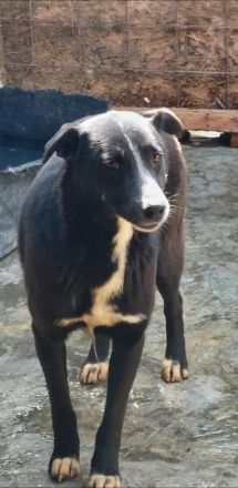 Nuri, verspielt, freundlich und sozial