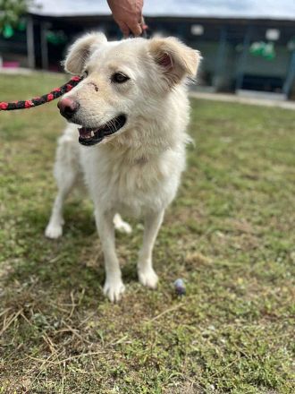 Shiro, freundlicher Oldie