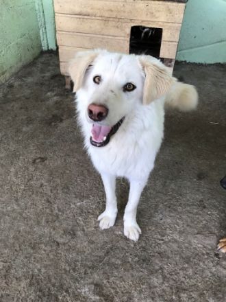 Shiro, freundlicher Oldie