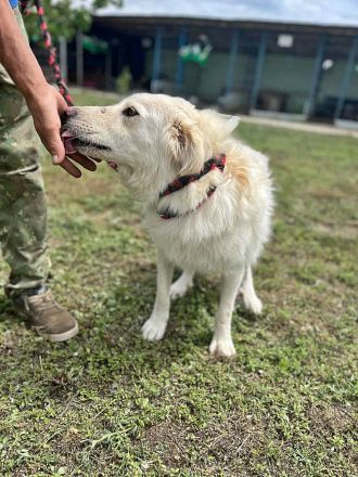 Shiro, freundlicher Oldie