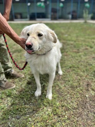 Shiro, freundlicher Oldie