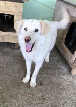 Shiro, freundlicher Oldie