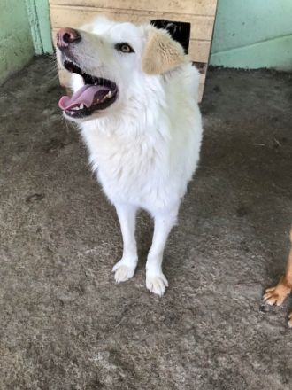 Shiro, freundlicher Oldie