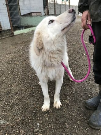 Shiro, freundlicher Oldie