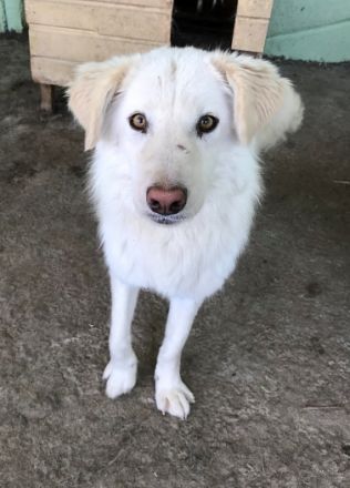 Shiro, freundlicher Oldie