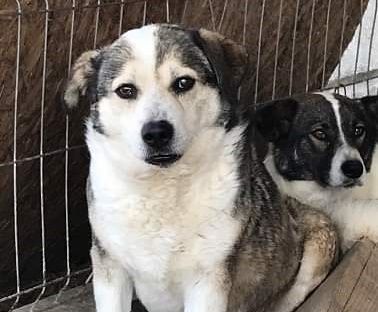 Yuki, Gnadenplatz gesucht