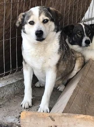 Yuki, Gnadenplatz gesucht