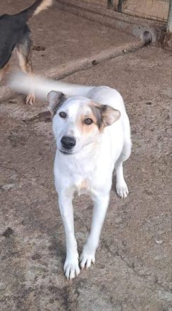 Lupus, zurückhaltend und freundlich