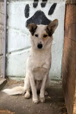 Lupus, zurückhaltend und freundlich