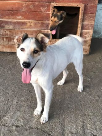 Lupus, zurückhaltend und freundlich