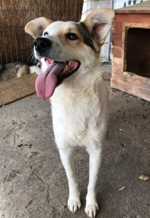 Lupus, zurückhaltend und freundlich