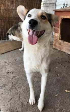 Lupus, zurückhaltend und freundlich