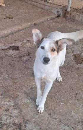 Lupus, zurückhaltend und freundlich