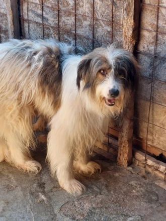 Rocky, mag es gerne ruhig