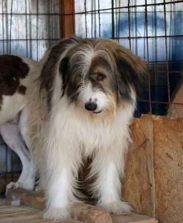 Rocky, mag es gerne ruhig