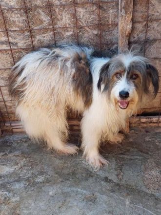 Rocky, mag es gerne ruhig