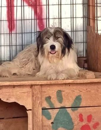 Rocky, mag es gerne ruhig