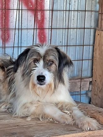 Rocky sucht einen Gnadenplatz
