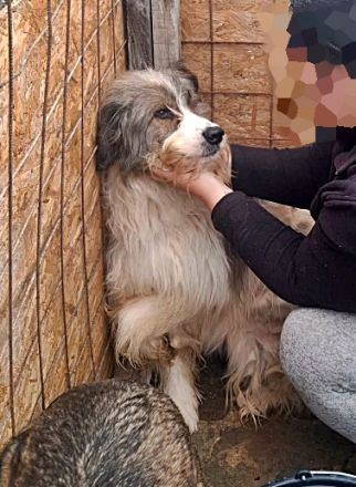 Rocky sucht einen Gnadenplatz