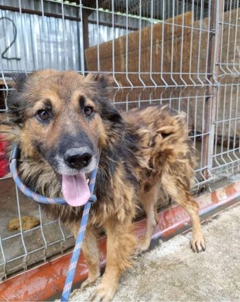 Zayon, sucht einen Gnadenplatz