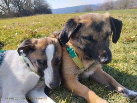 Soul, auf Pflege in Bad Endbach