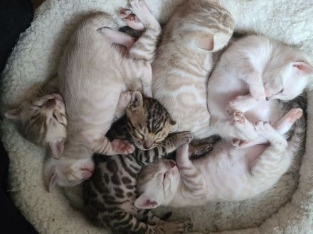 Bengal Kittens reinrassig mit Stammbaum