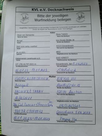 Bengal Kittens reinrassig mit Stammbaum