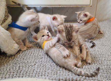 Bengal Kittens reinrassig mit Stammbaum