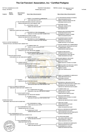 Bengal Kittens reinrassig mit Stammbaum