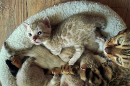 Bengal Kittens reinrassig mit Stammbaum