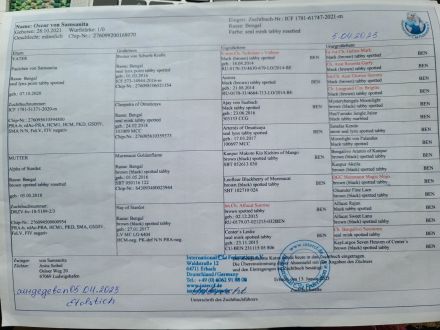 Bengal Kittens reinrassig mit Stammbaum