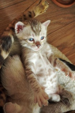 Bengal Kittens reinrassig mit Stammbaum