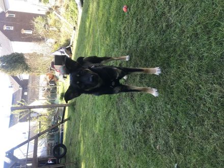 Liebevolle Schäferhund Mix Hündin