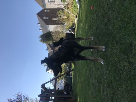 Liebevolle Schäferhund Mix Hündin