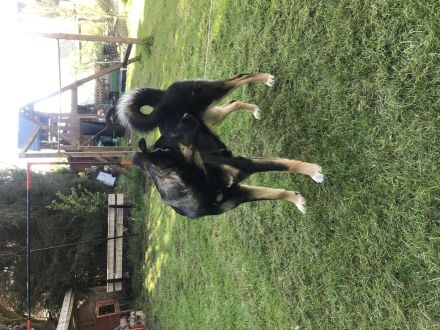 Liebevolle Schäferhund Mix Hündin