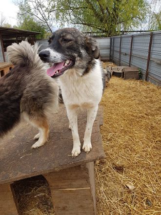 liebe,kastrierte Jess lebt im Innenhof in Rumänien und muss nun in den Zwinger rein;wir suchen ein H