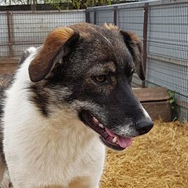 liebe,kastrierte Jess lebt im Innenhof in Rumänien und muss nun in den Zwinger rein;wir suchen ein H